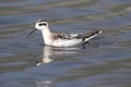 Red-necked Phalarope (Phalaropus lobatus) Royalty Free Stock Photo