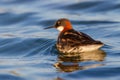 Red-necked Phalarope