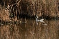 Red-necked phalarope with reflecton on water at Asker Marsh, Bahrain Royalty Free Stock Photo