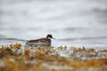 Red-necked Phalarope on sea surface Royalty Free Stock Photo