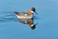 Red-necked phalarope Royalty Free Stock Photo