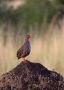 Red-Necked Spurfowl