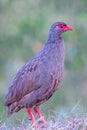 Red Necked Spurfowl Royalty Free Stock Photo