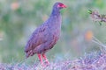 Red Necked Spurfowl