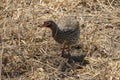 A Red Necked Spurfowl Royalty Free Stock Photo