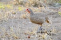 Red-Necked Spurfowl foraging in grassland