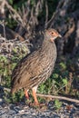 Red-necked spurfowl Royalty Free Stock Photo