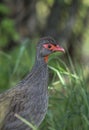 Red necked Spurfowl, Francolinus afer, Kenya Royalty Free Stock Photo