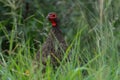 Red-necked spurfowl Ptermistis afer Royalty Free Stock Photo