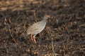 Red-necked spurfowl Royalty Free Stock Photo