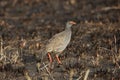 Red-necked spurfowl Royalty Free Stock Photo