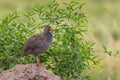 Red-necked Spurfowl - Pternistis afer