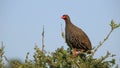 Red-necked spurfowl