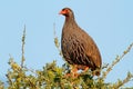Red-necked spurfowl