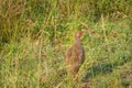 Red-Necked Spurfowl Red-Necked Francolin Francolinus afer Pternistes afer foraging in grass, Lake Mburo National Park, Ugand Royalty Free Stock Photo