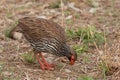 Red-necked Spurfowl or Red-necked Froncolin