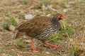 Red-necked Spurfowl or Red-necked Froncolin