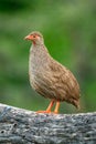 Red-necked spurfowl stands turning head on log