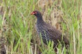 Red Necked Spurfowl in Tanzania forest Royalty Free Stock Photo
