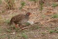 Red-necked Spurfowl in Tanzania