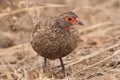 Red-necked Spurfowl Royalty Free Stock Photo