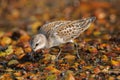 Red-necked Stint