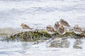 Red necked Stint bird Royalty Free Stock Photo