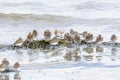 Red necked Stint bird Royalty Free Stock Photo