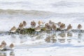 Red necked Stint bird