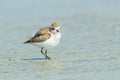 Red-necked Stint