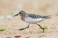 Red-necked Stint Royalty Free Stock Photo