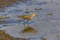 Red-necked Stint in a lotus root field Royalty Free Stock Photo