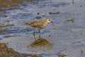 Red-necked Stint in a lotus root field