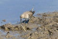 Red-necked Stint in a lotus root field