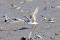 Red-necked Stint in the mud field Royalty Free Stock Photo