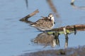 Red-necked Stint in the mud field Royalty Free Stock Photo