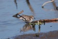 Red-necked Stint in the mud field Royalty Free Stock Photo