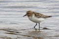 RED-NECKED STINT standing in the shallows spring Royalty Free Stock Photo