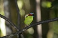 Red-necked tanager, Tangara cyanocephala