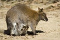 Red necked wallaby