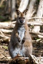 Red-necked Wallaby