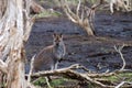 Red-necked Wallaby