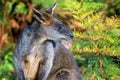 Red-necked Wallaby