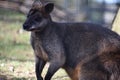 Red-Necked Wallaby