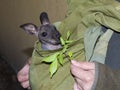 Red-necked wallaby baby in a bag of a zookeeper