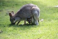 red-necked wallaby or Bennett\'s wallaby (Macropus rufogriseus) Bunya Mountains, Queensland, Australia