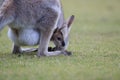 red-necked wallaby or Bennett\'s wallaby (Macropus rufogriseus) Bunya Mountains, Queensland, Australia