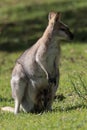 red-necked wallaby or Bennett\'s wallaby (Macropus rufogriseus) Bunya Mountains, Queensland, Australia