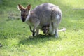 red-necked wallaby or Bennett\'s wallaby (Macropus rufogriseus) Bunya Mountains, Queensland, Australia