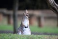 red-necked wallaby or Bennett\'s wallaby (Macropus rufogriseus) Bunya Mountains, Queensland, Australia